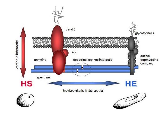 Mutaties binnen HS en HE.JPG